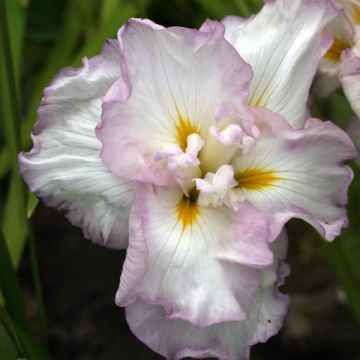 Iris ensata Lady in Waiting