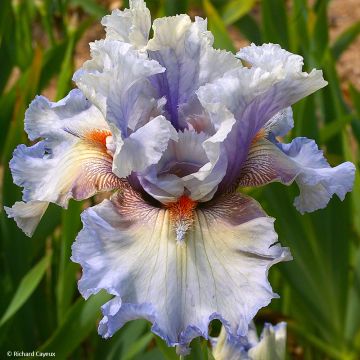 Iris germanica Buvard