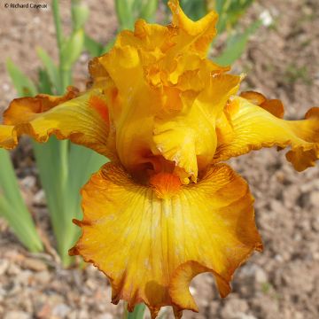 Iris germanica Souffle Chaud