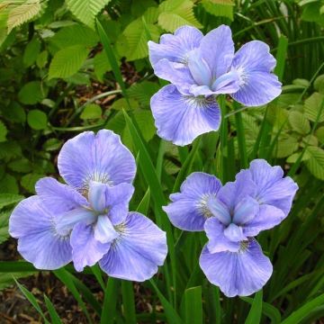 Iris sibirica Dear Delight