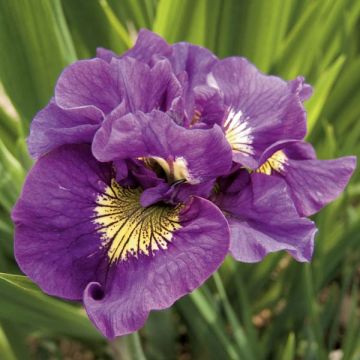 Iris sibirica Double Standard
