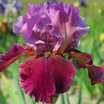 Iris germanica Gamay