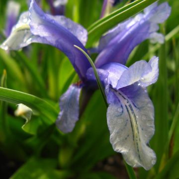 Iris aucheri