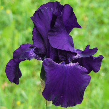 Iris germanica Superstition