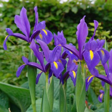 Iris hollandica Blue Magic