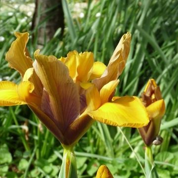 Iris hollandica Bronze Perfection