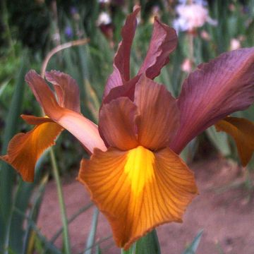 Iris hollandica Bronze Queen