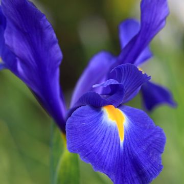 Iris hollandica Professor Blaauw