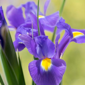 Iris hollandica Sapphire Beauty
