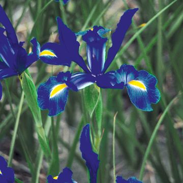 Iris hollandica Telstar Iris hollandica Telstar