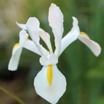 Iris hollandica White Excelsior