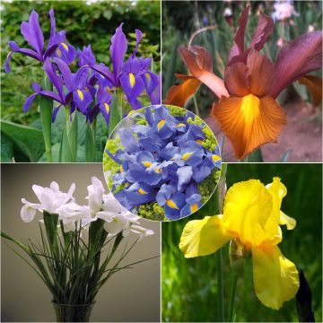 Iris hollandica Mix