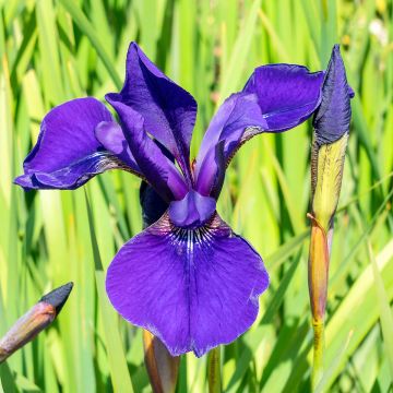 Iris sibirica Caesar's Brother