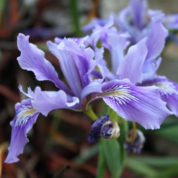Iris douglasiana