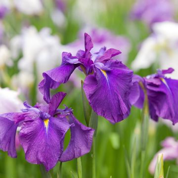 Iris ensata Sea of Amethyst