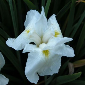 Iris ensata Comtesse de Paris