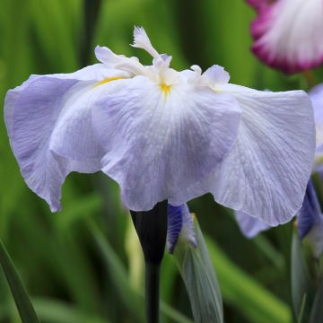 Iris ensata Dinner Plate Ice Cream
