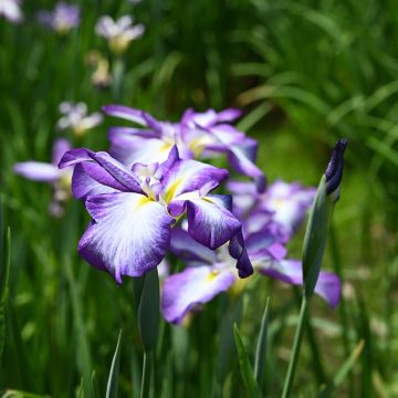 Iris ensata Gracieuse