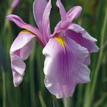Iris ensata Rose Queen