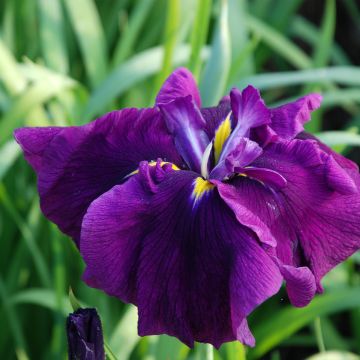Iris ensata Royal Banner