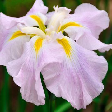 Iris ensata World s Delight