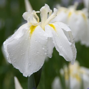 Iris ensata Diamant