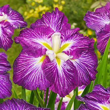 Iris ensata Dinner Plate Jell