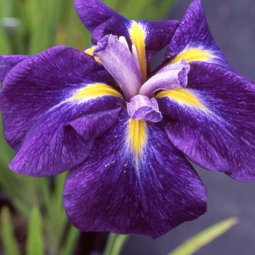 Iris ensata Iedo Mishiski