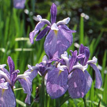 Iris ensata Météor