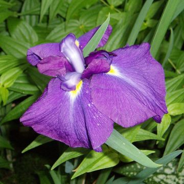 Iris ensata Velvety Queen