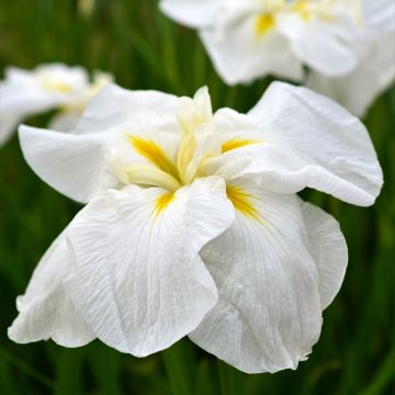 Iris ensata White Ladies