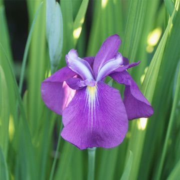 Iris ensata Yezo Nishiki