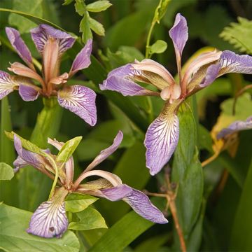 Iris foetidissima  - Lírio-fétido
