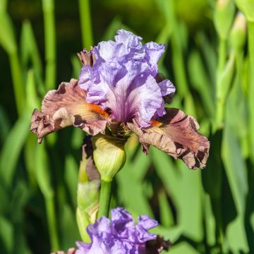Iris germanica Adoranova