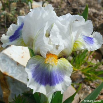Iris germanica Alas - Íris alemã anã