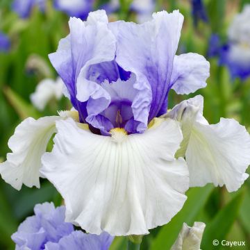 Iris germanica Alpenview
