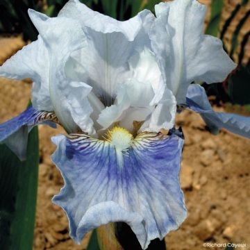 Iris germanica Antarctique - Íris alemã intermédia