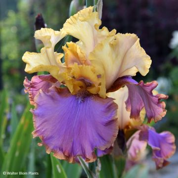 Iris germanica Au Sommet