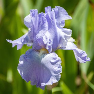 Iris germanica Babbling Brook