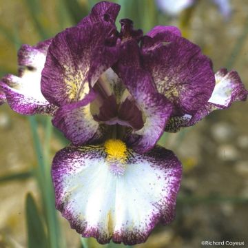 Iris germanica Baie Rose - Íris alemã intermédia