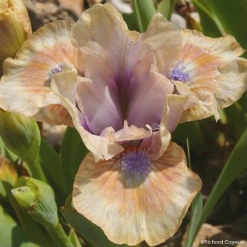 Iris germanica Be My Angel - Íris alemã Lilliput