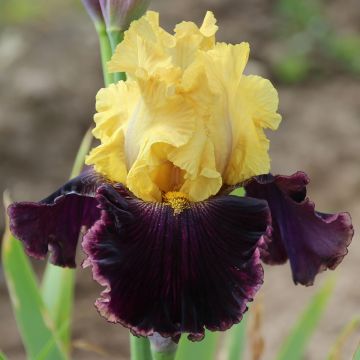 Iris germanica Beauté De Sologne