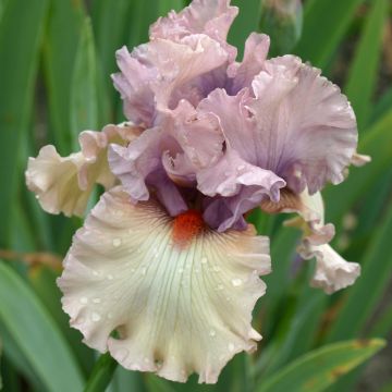 Iris germanica Bewitchment