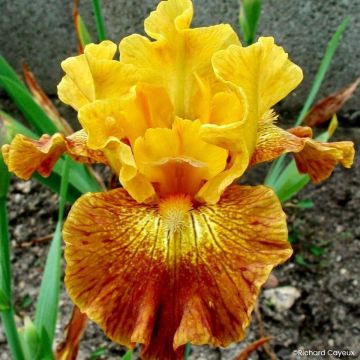 Iris germanica Bistro - Íris alemã intermédia