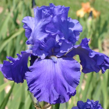 Iris germanica Blenheim Royal
