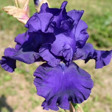 Iris germanica Blueberry Bliss