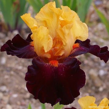Iris germanica Brilliant Disguise - Íris alemã
