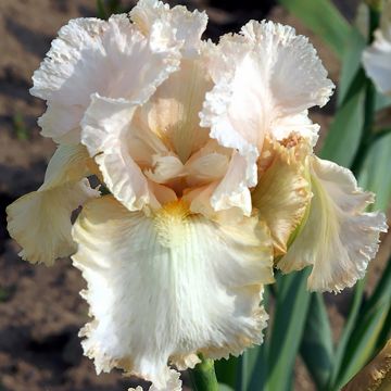 Iris germanica Buffy
