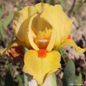 Iris germanica Circus Dragon - Íris alemã Lilliput