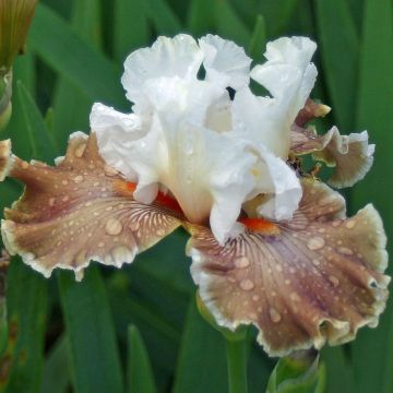 Iris germanica Coffee Whisper